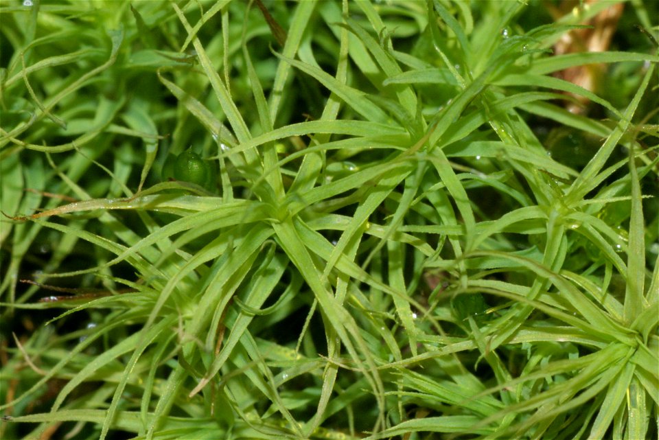 Bartramia pomiformis