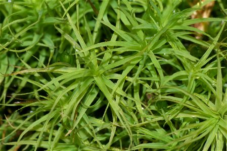 Bartramia pomiformis