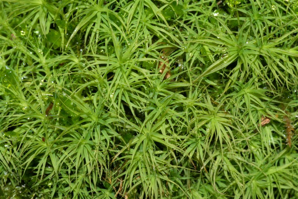 Bartramia pomiformis