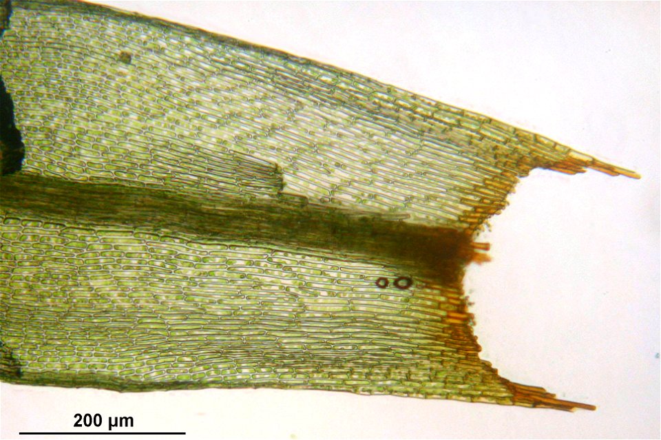 Bartramia pomiformis