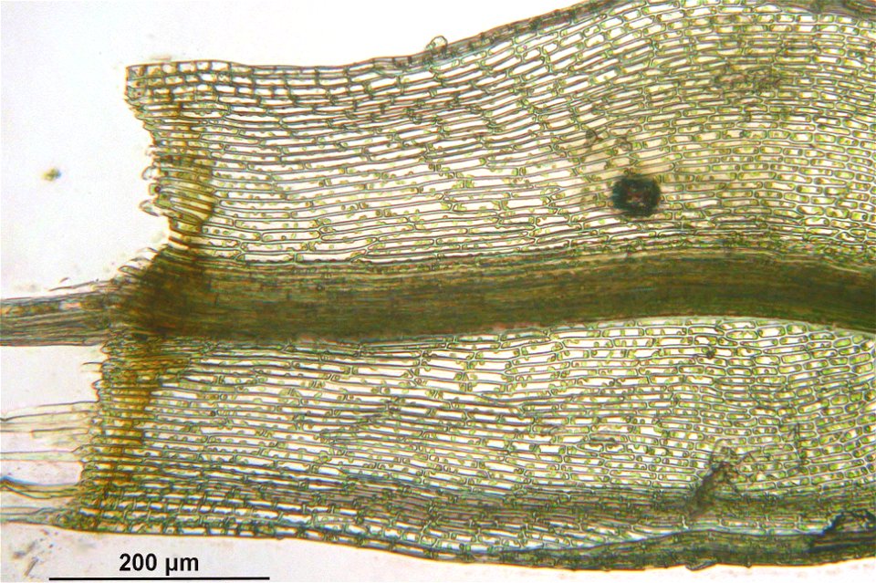Bartramia pomiformis