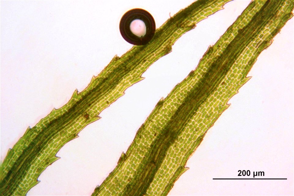 Bartramia pomiformis