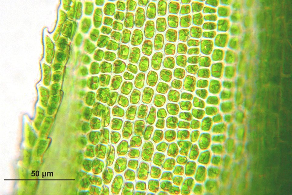 Bartramia pomiformis