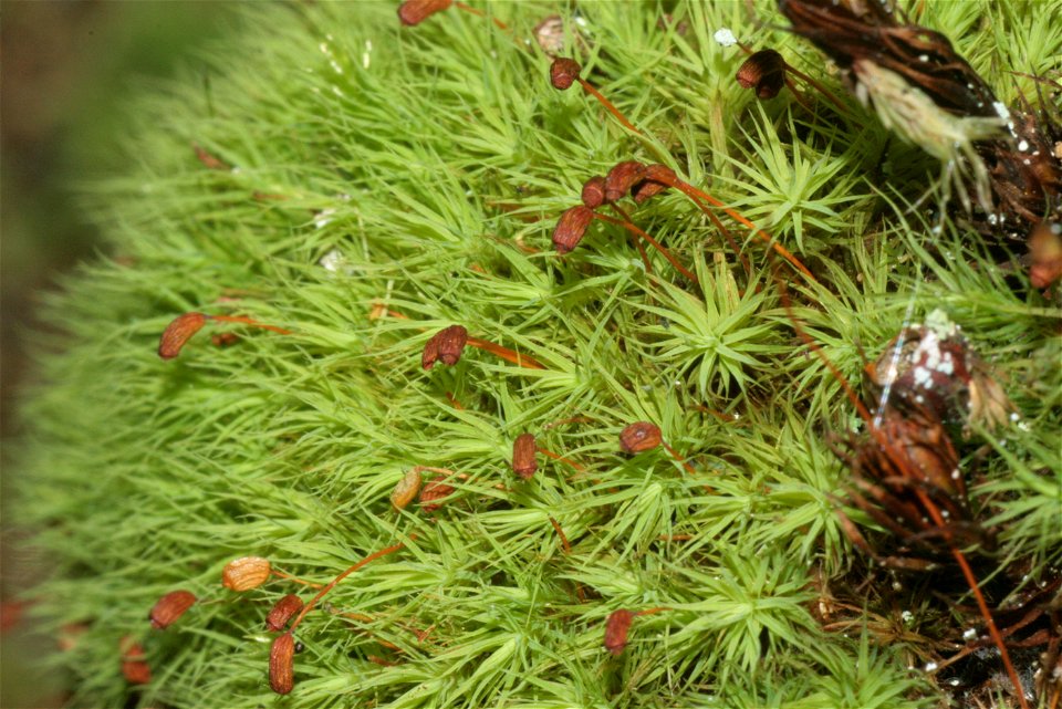 Bartramia pomiformis