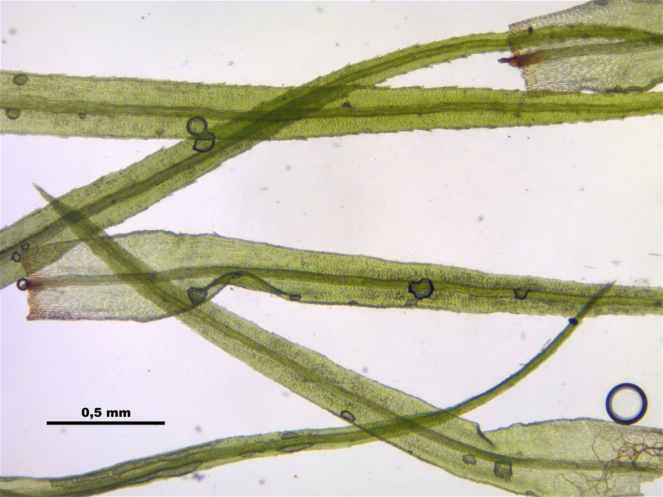 Bartramia pomiformis