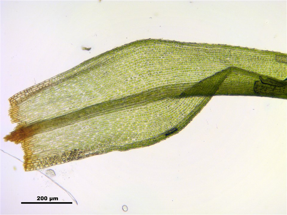 Bartramia pomiformis