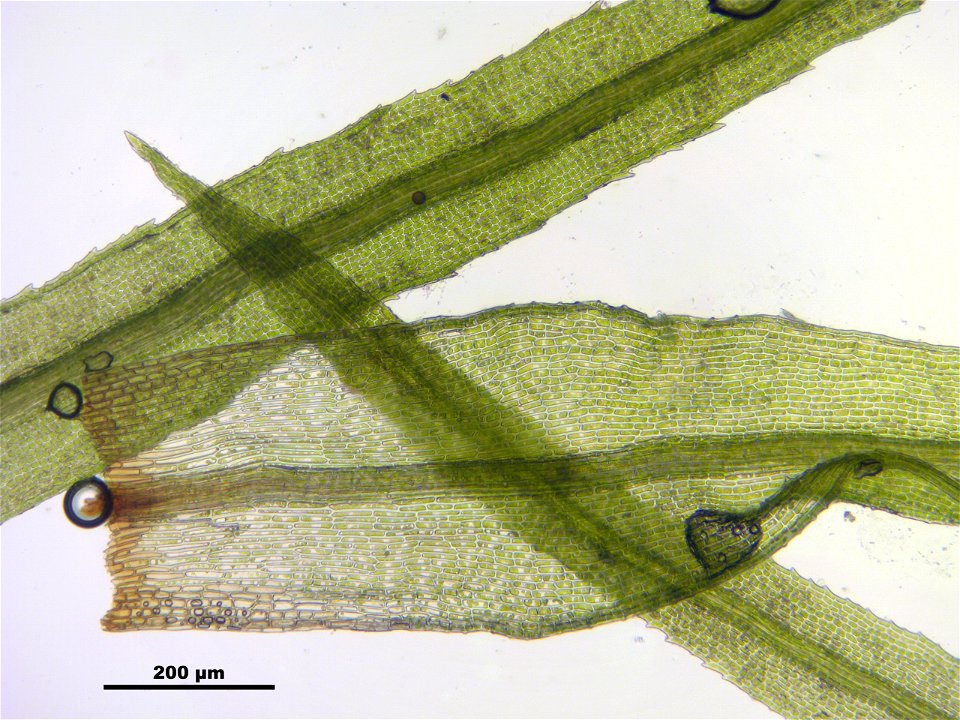 Bartramia pomiformis