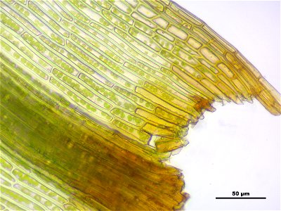 Bartramia pomiformis