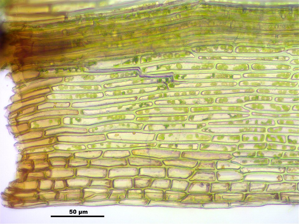 Bartramia pomiformis