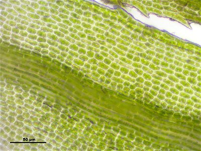 Bartramia pomiformis
