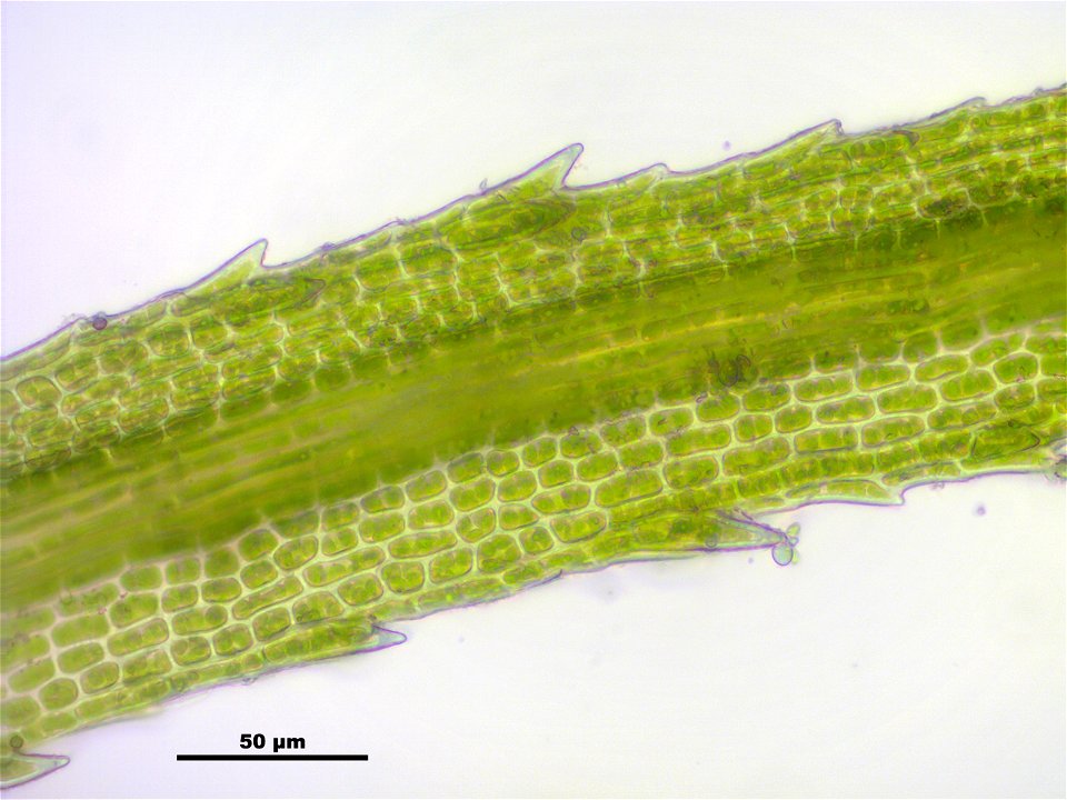 Bartramia pomiformis