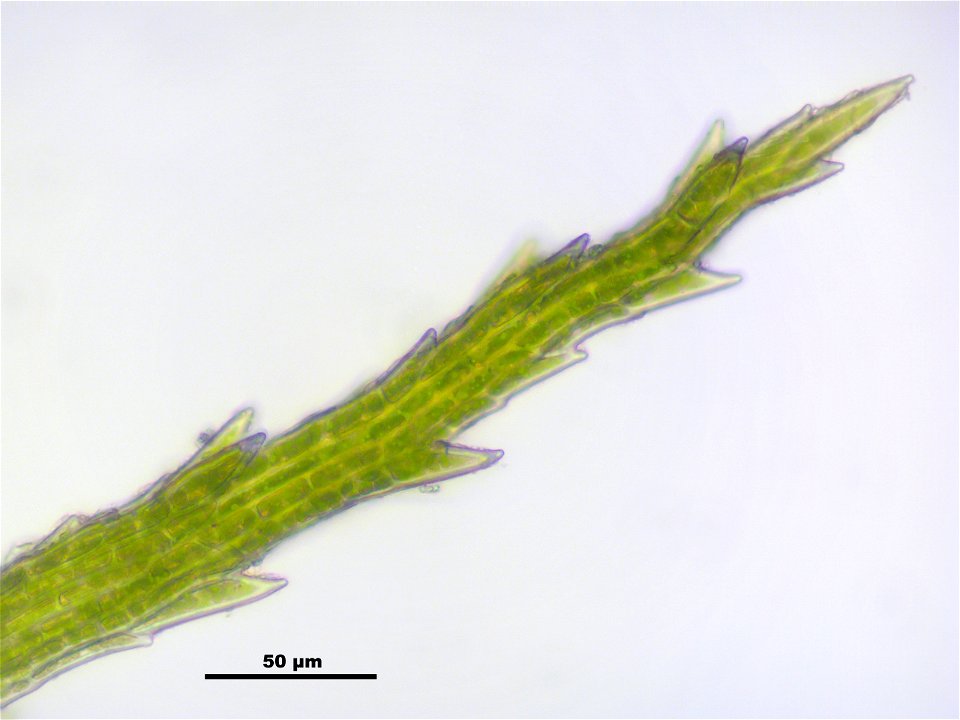 Bartramia pomiformis