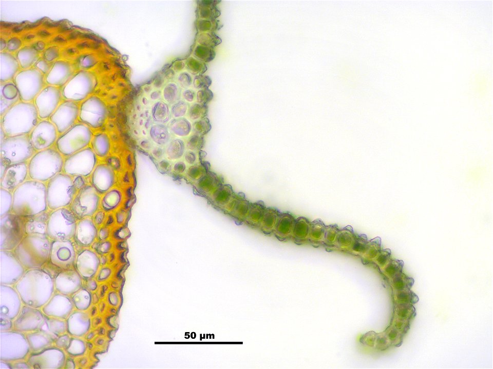 Bartramia pomiformis