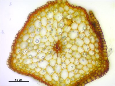 Bartramia pomiformis