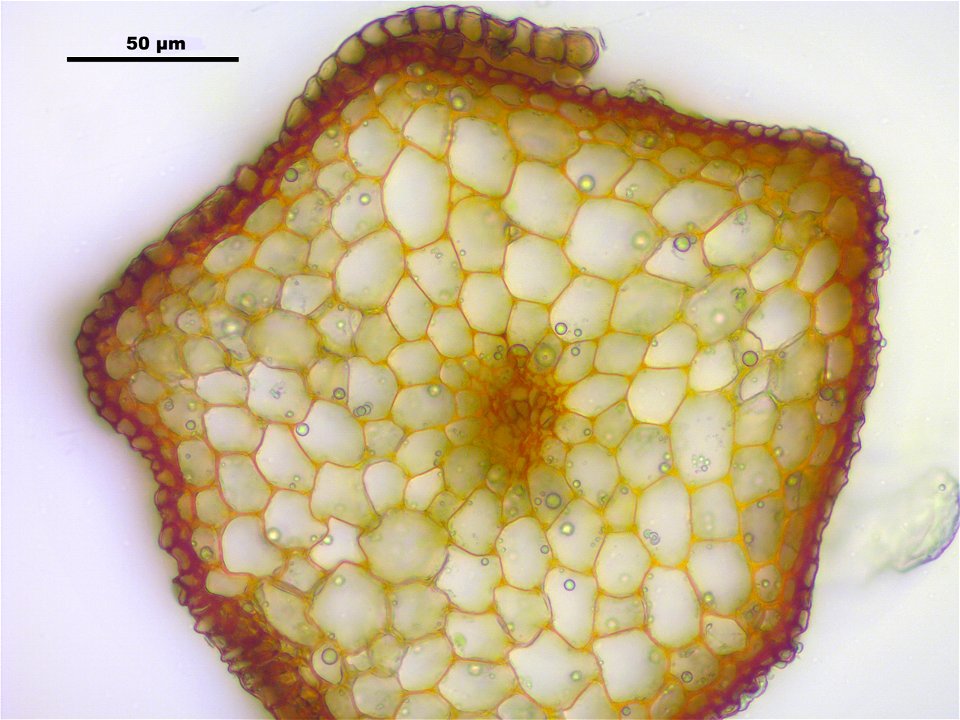 Bartramia pomiformis