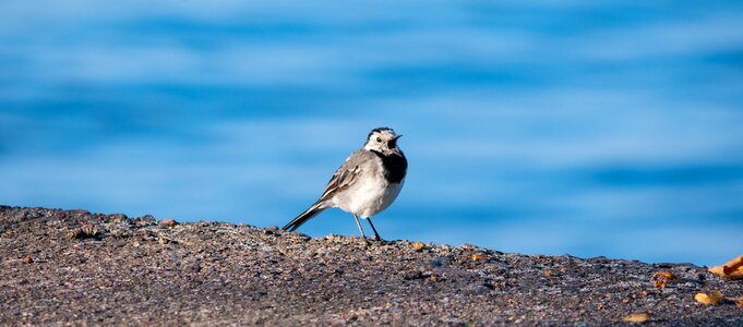 Bird animals nature