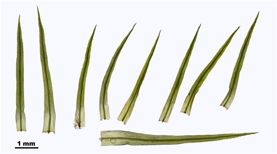 Bartramia pomiformis