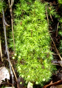 Mech Bartramia pomiformis (kulistec jablíčkovitý) z Podkomorských lesů, Česká republika, jižní Morava