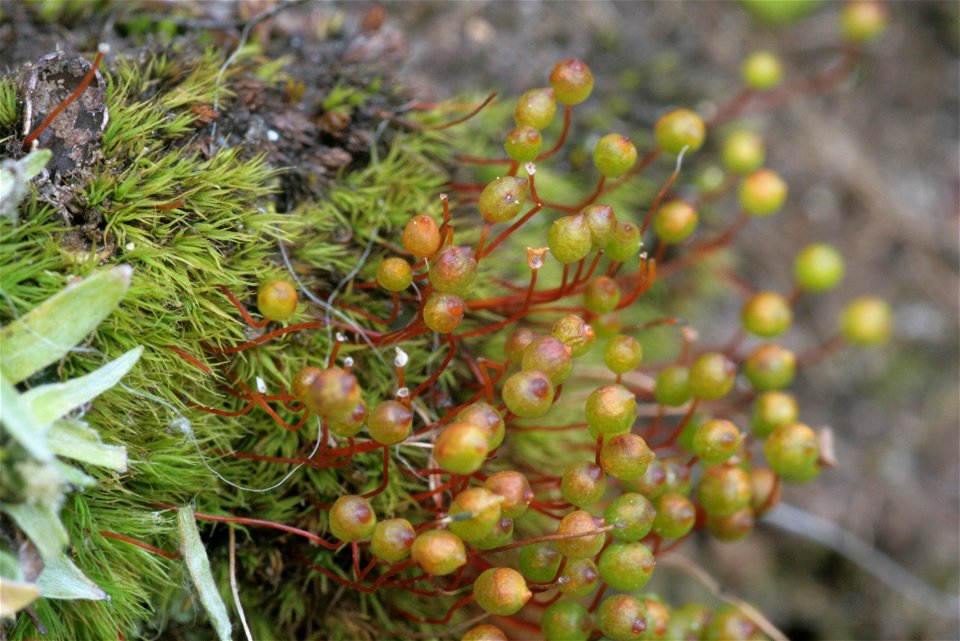 Bartramia ithyphylla
