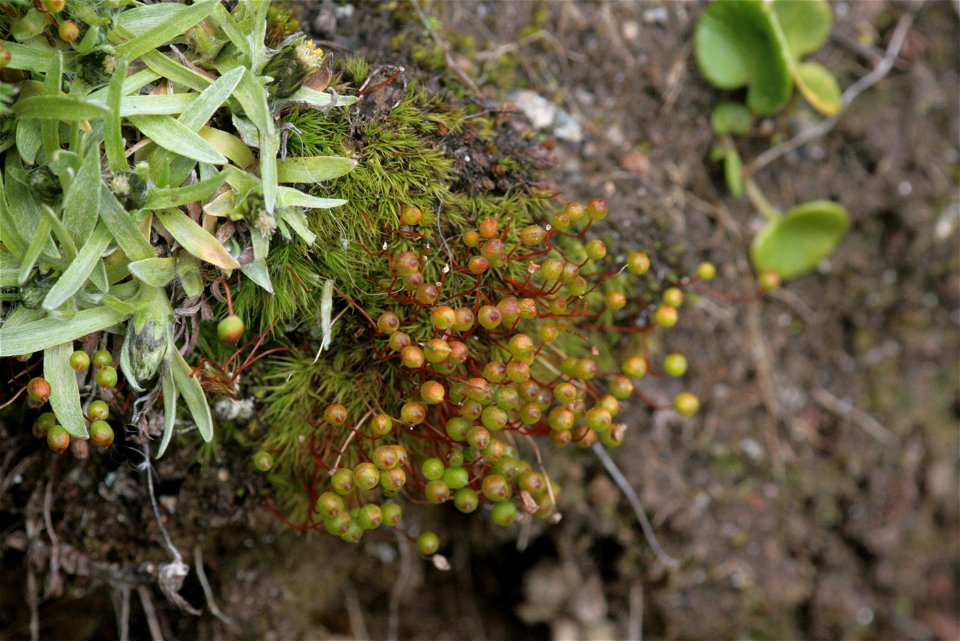 Bartramia ithyphylla