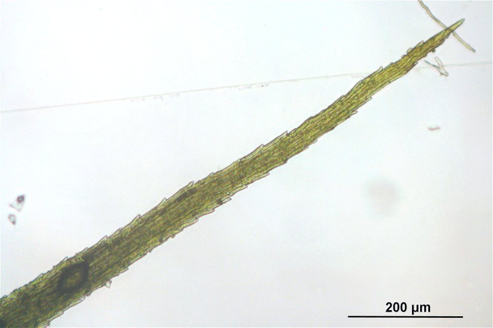 Bartramia ithyphylla