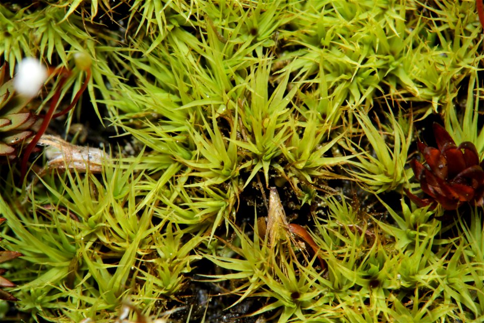 Bartramia ithyphylla