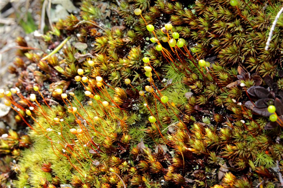 Bartramia ithyphylla
