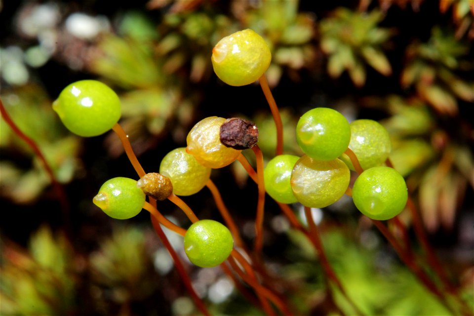 Bartramia ithyphylla