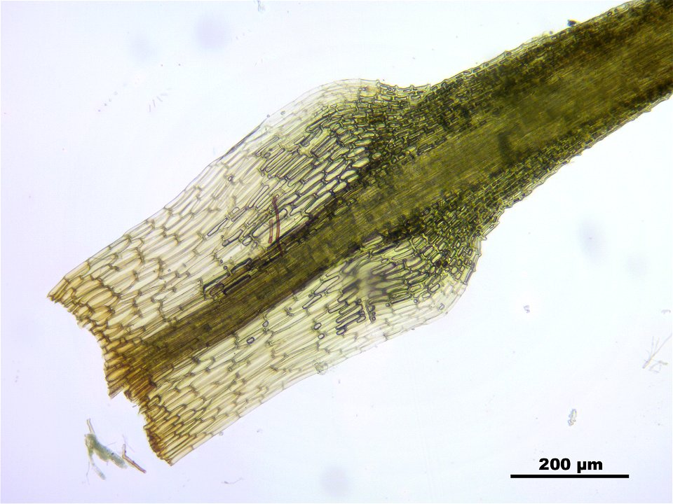 Bartramia ithyphylla