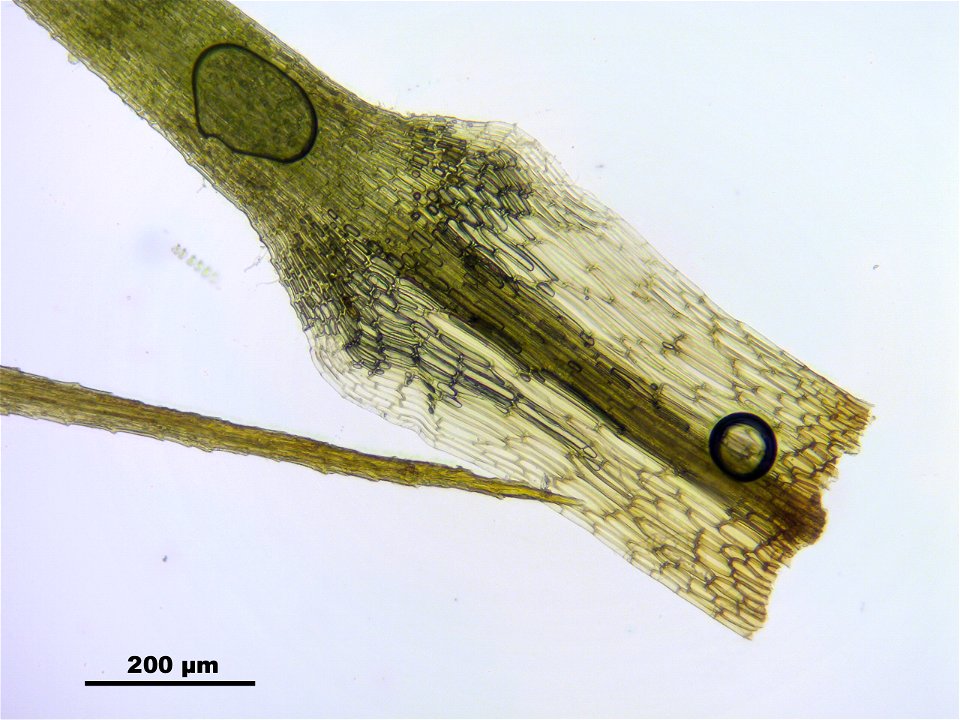 Bartramia ithyphylla