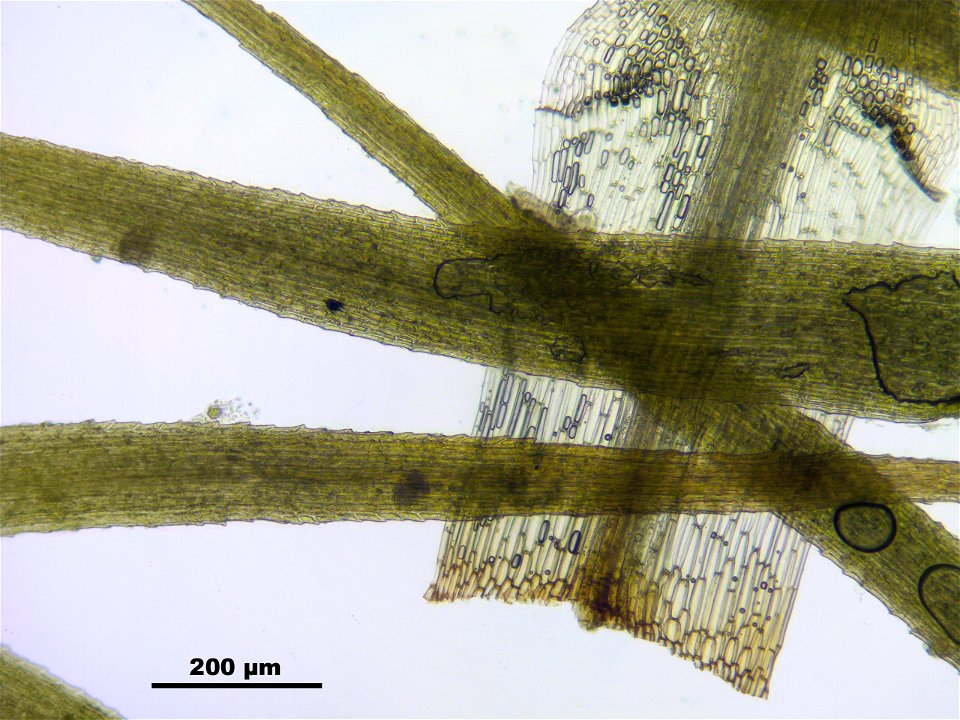 Bartramia ithyphylla