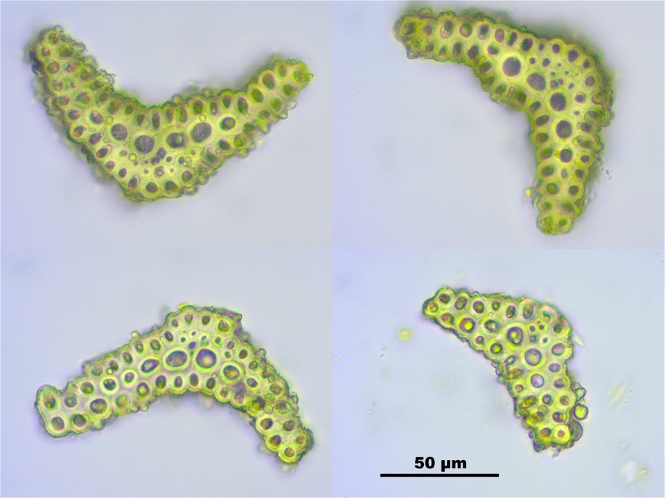 Bartramia ithyphylla