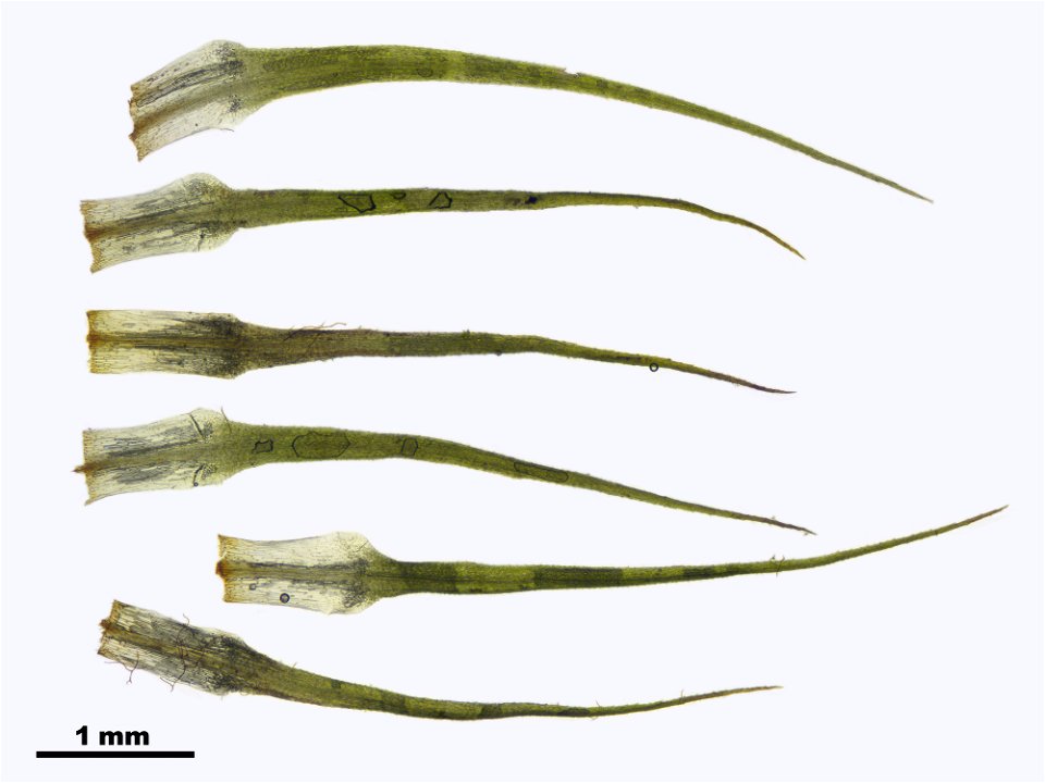 Bartramia ithyphylla