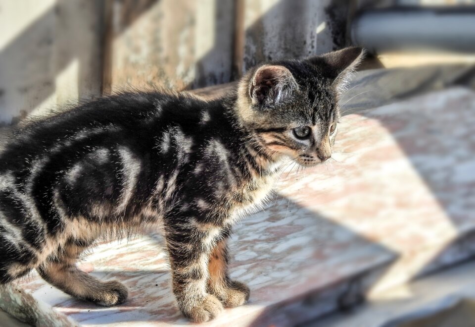 Animal cute feline