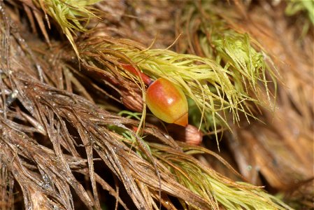 Bartramia halleriana