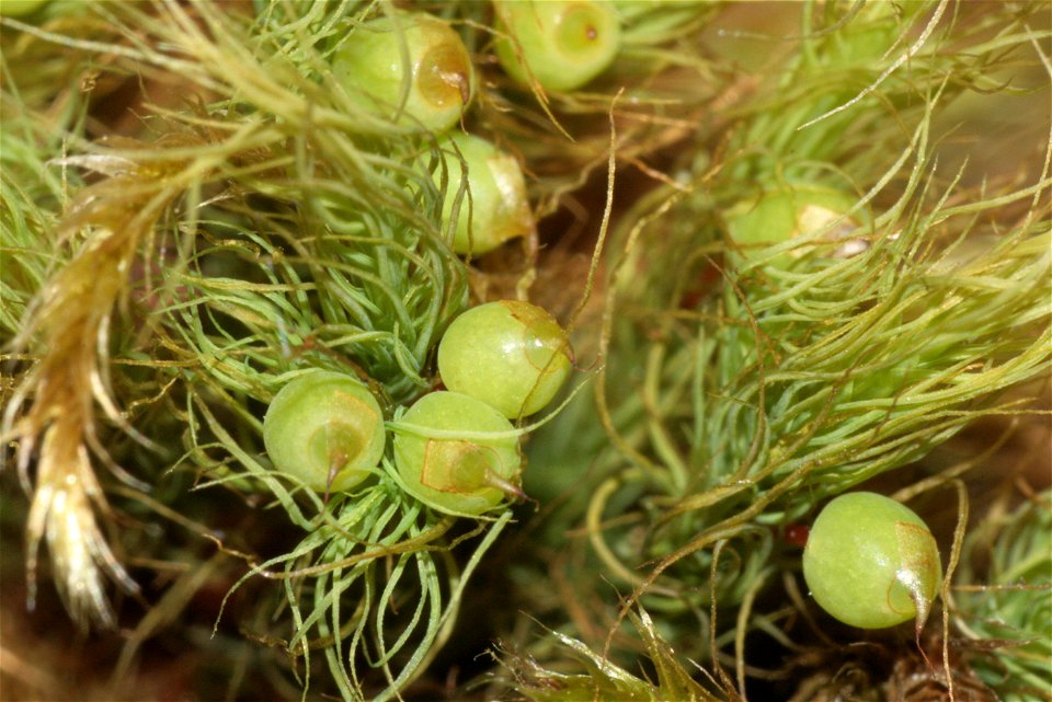 Bartramia halleriana