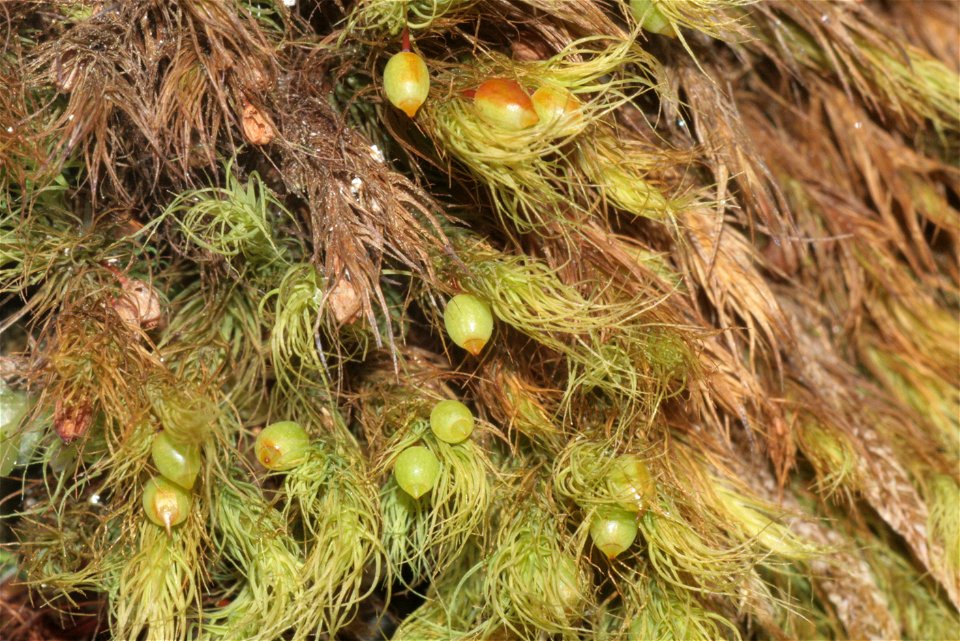 Bartramia halleriana