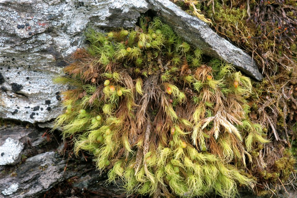 Bartramia halleriana