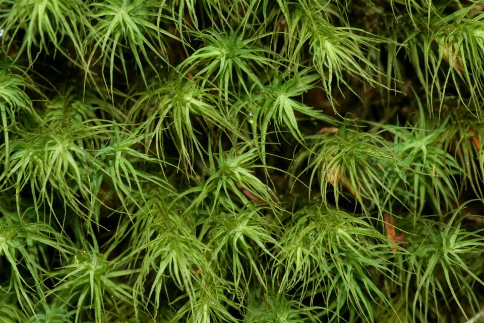 Bartramia halleriana