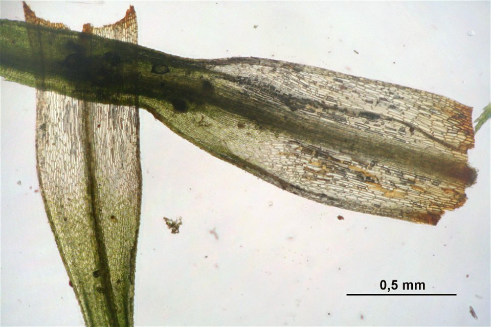 Bartramia halleriana