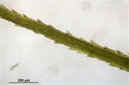 Bartramia halleriana