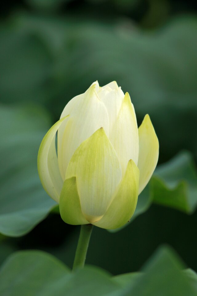 Lotus abstract green
