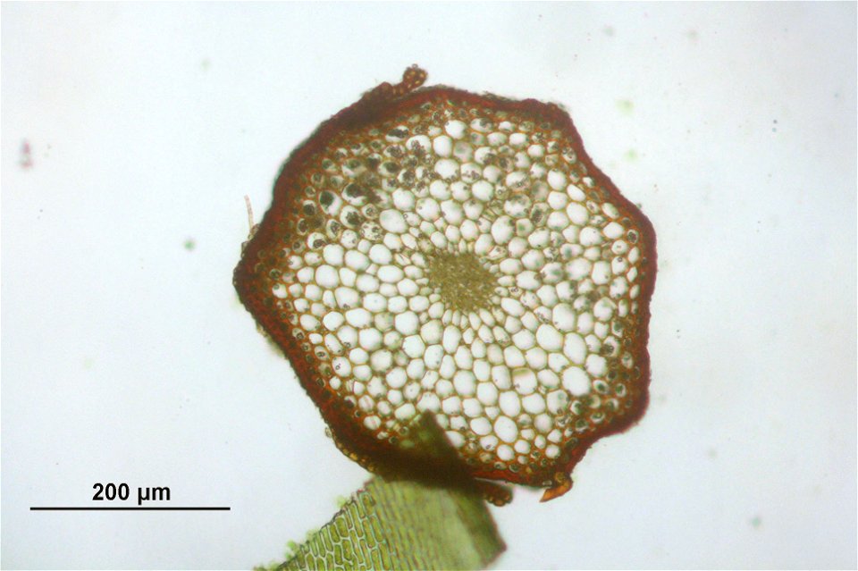 Bartramia halleriana