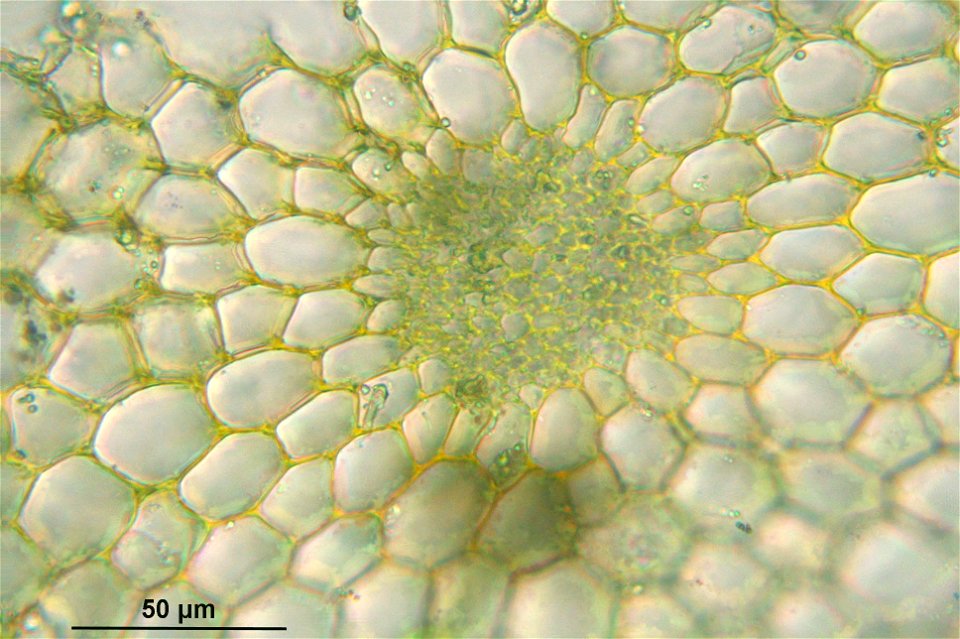 Bartramia halleriana