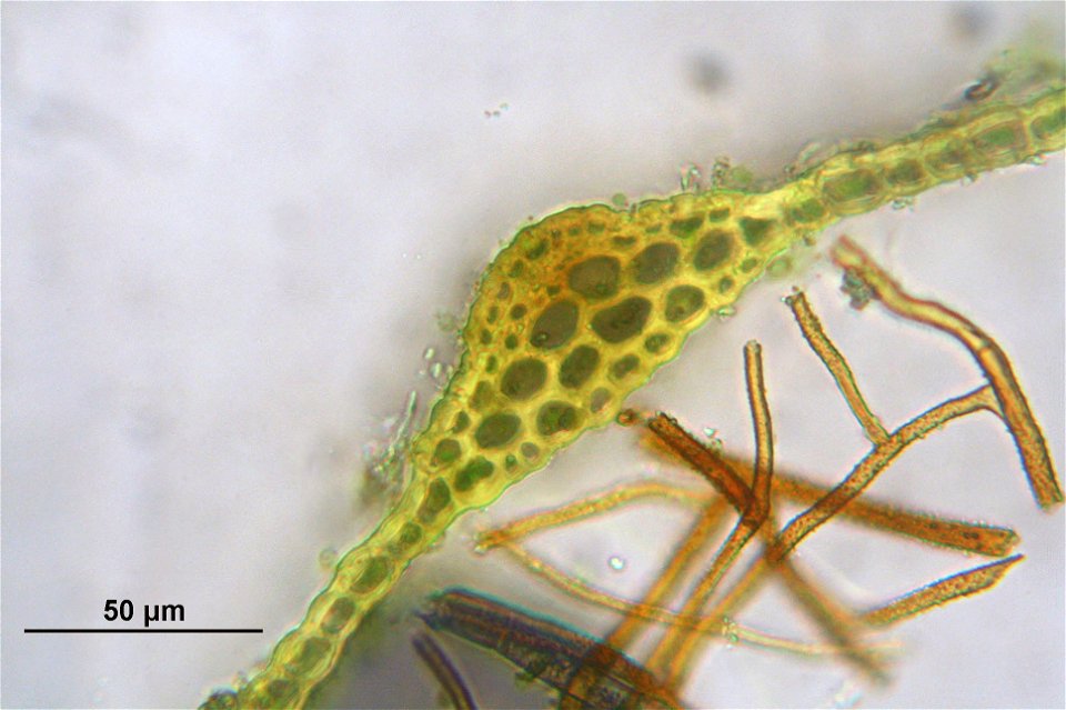 Bartramia halleriana