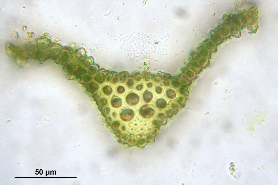 Bartramia halleriana