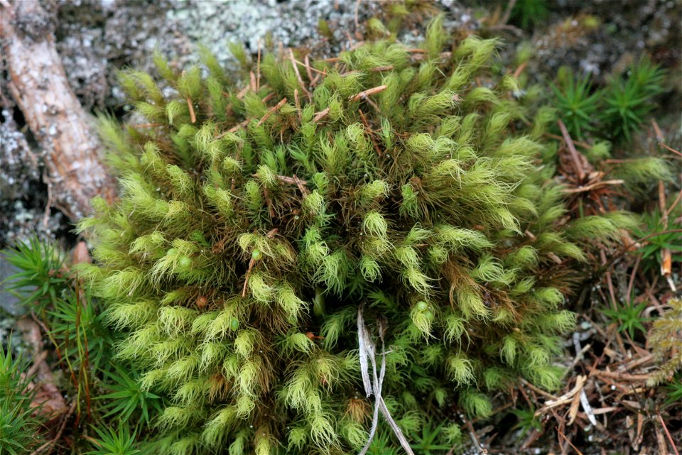 Bartramia halleriana