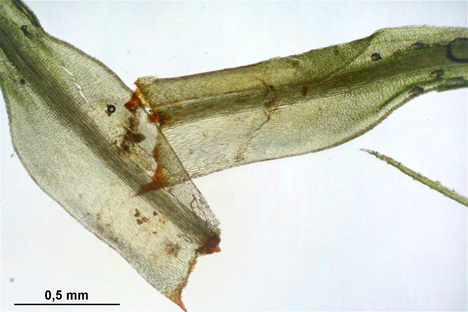 Bartramia halleriana