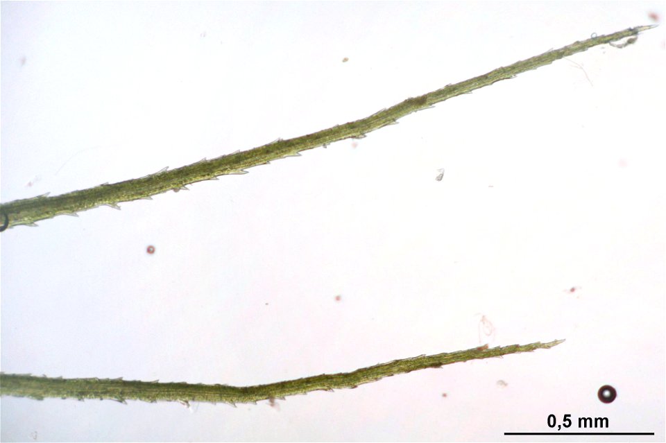 Bartramia halleriana