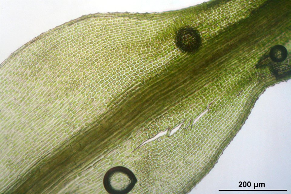 Bartramia halleriana